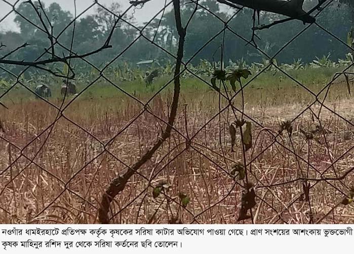 ধামইরহাটে ১৪৪ ধারা ভঙ্গ করে কৃষকের সরিষা কেটে নিল প্রতিপক্ষ