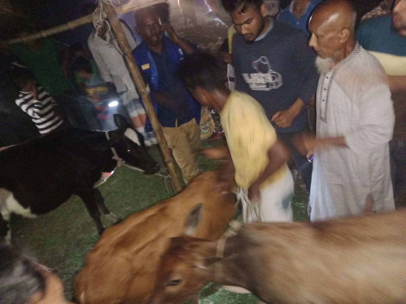 নীলফামারী পলাশবাড়ী ইউনিয়নের জনগণ এখন আরো ছয়টি গরু উদ্ধার করে