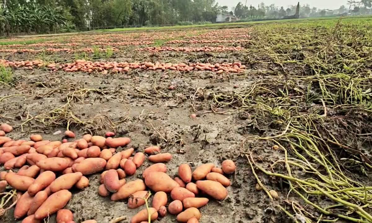 হঠাৎ বৃষ্টিতে হিলিতে তলিয়ে গেছে আলুর ক্ষেত মো সিয়াম খান জেলা প্রতিনিধি দিনাজপুর