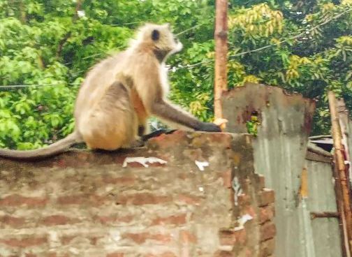 পাবনা ফরিদপুর উপজেলায় বন মানুষের দেখা মেলে