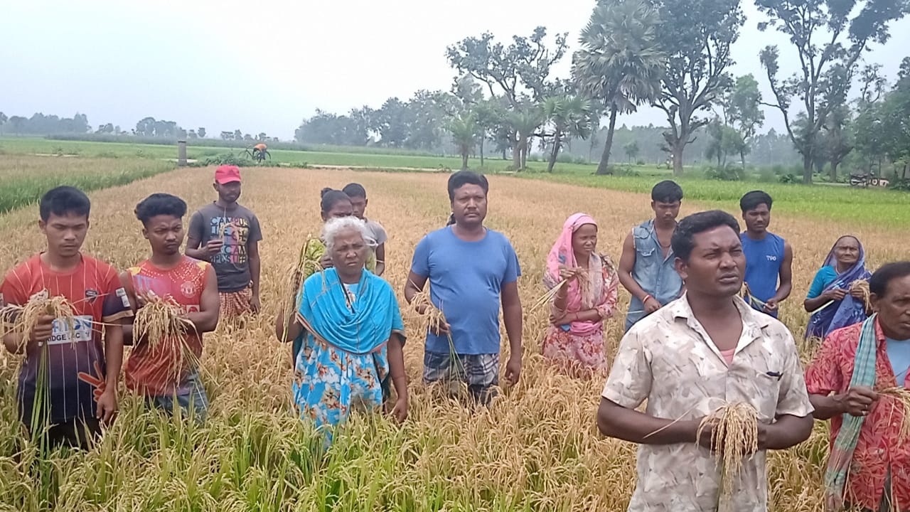 ধাম‌ইরহাটে ক্ষতিকর কীটনাশক প্রয়োগে ইরি বোরো ধান বিনষ্ট